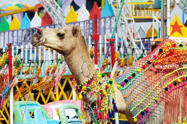 Jaipur Ajmer Pushkar Jodhpur Jaisalmer tour