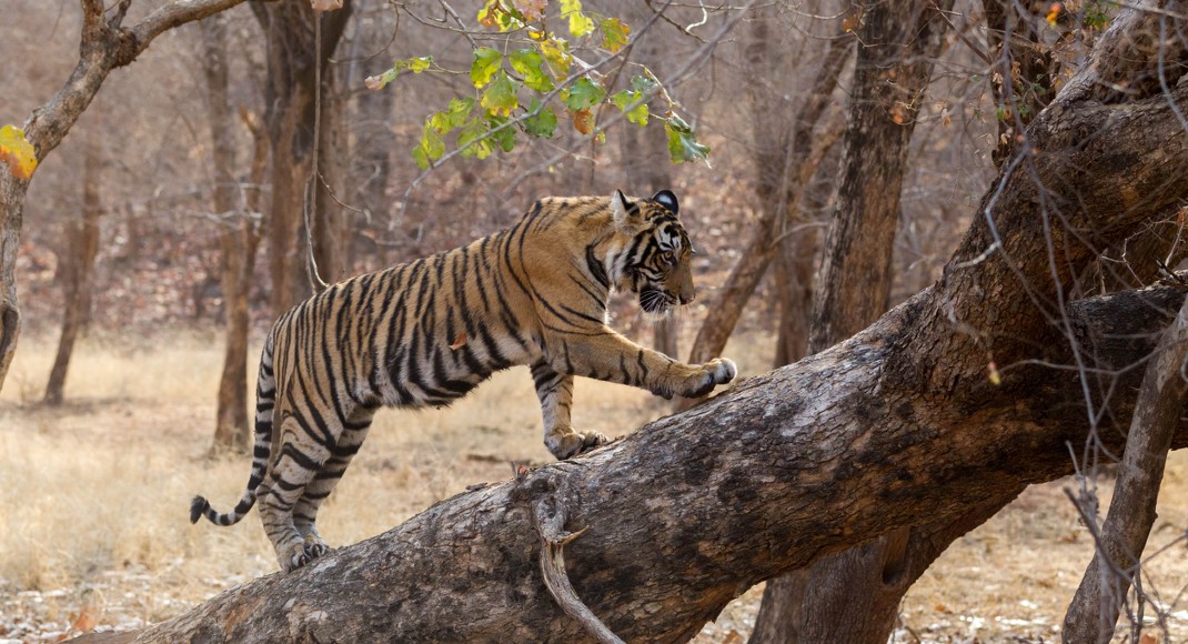Bengal Tiger Ranthambhore India