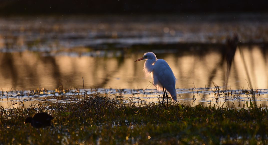 Bharatpur Bird Sanctuary