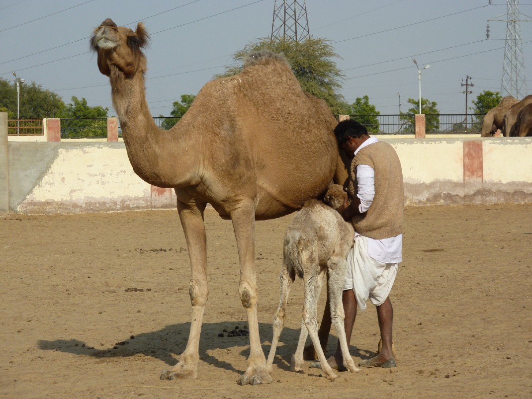 Bikaner Camel Farm
