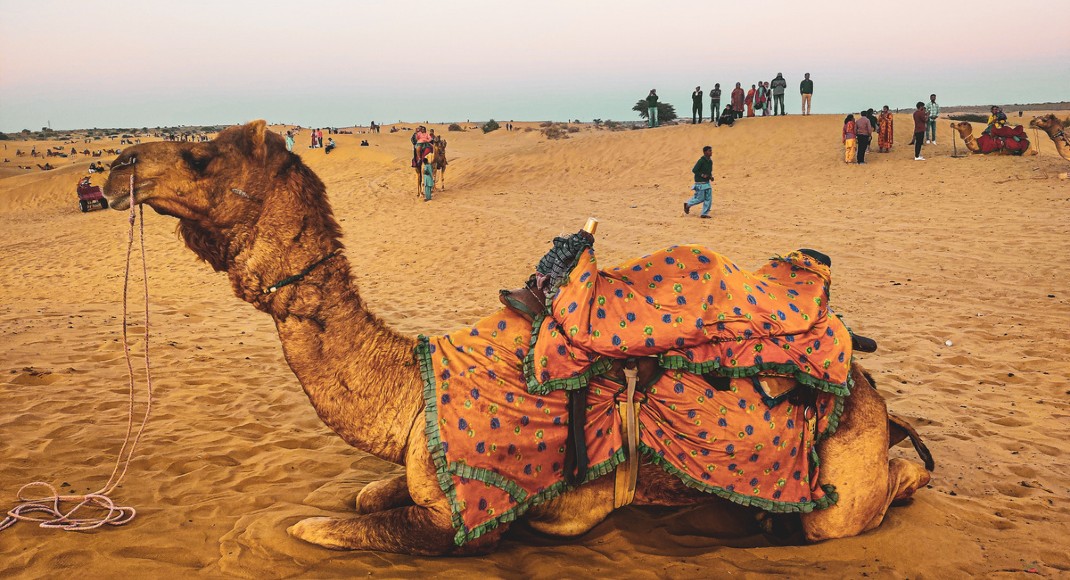 Jaisalmer Camel