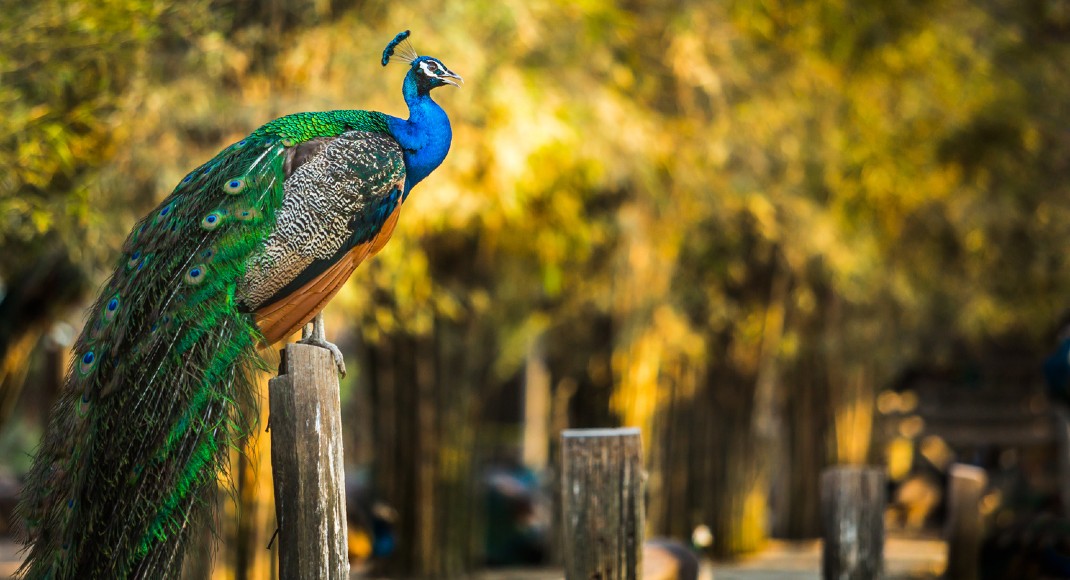 Peacock In Jaipur