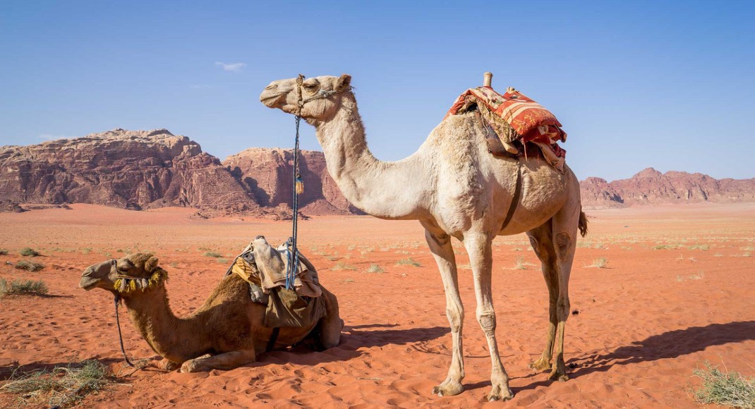 Rajasthan Desert Camel