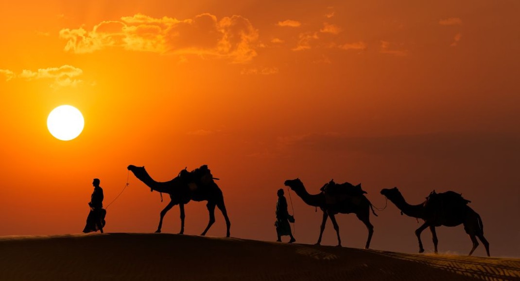 Rajasthan Desert Camels