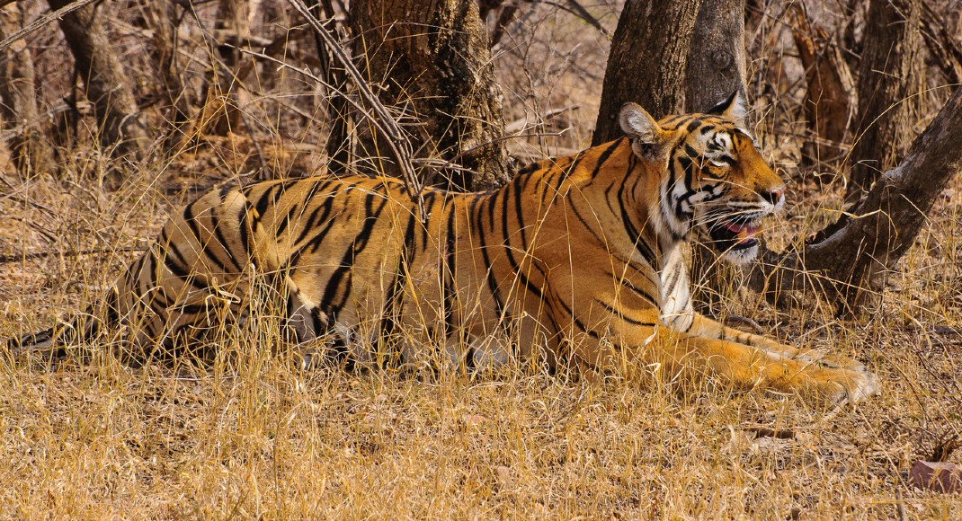 Ranthambhore Tiger Reserve Rajasthan