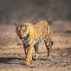 Ranthambore