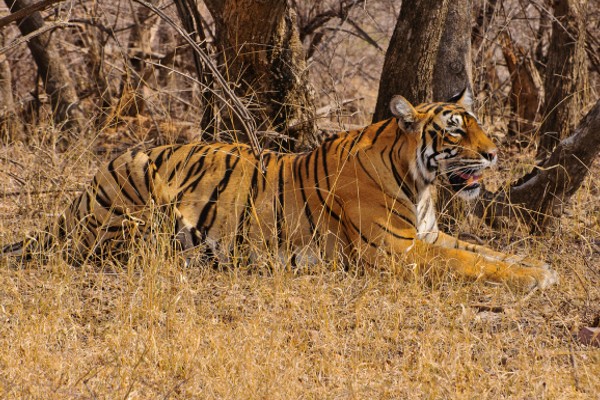 Taj and Tigers